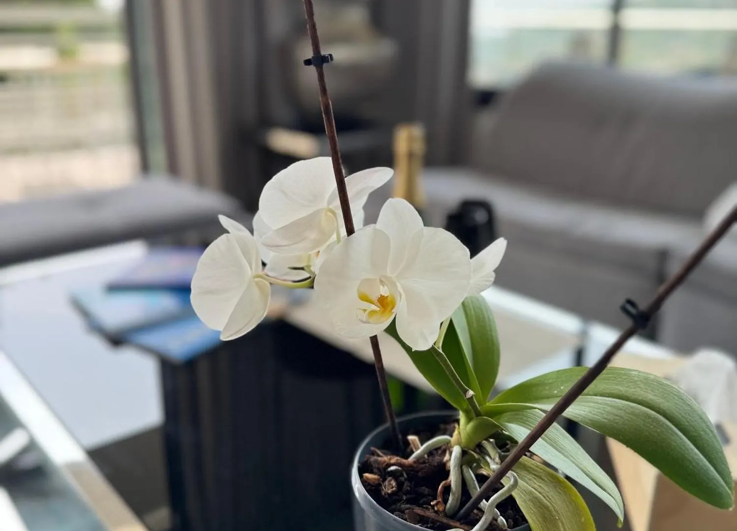 Villa Hirondelles 35 滨海卡瓦莱尔
